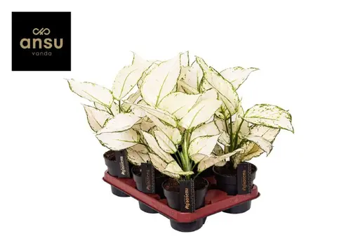 À découvrir pour l’extérieur：Aglaonema white joy. Le pot de Ø 12 x H 40 cm