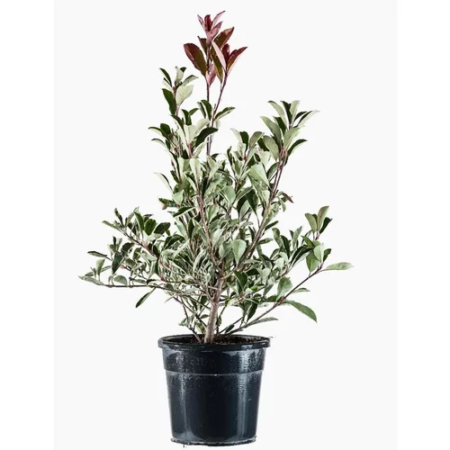 Pour plus de confort à l’extérieur：Photinia Fraseri Pink Marble® 60/80 en pot de 5 L rose
