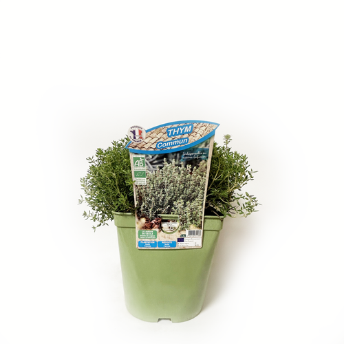THYM COMMUN BIO - POT DE 2,5L