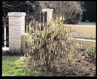Mieux dehors：Noisetier Contorta (Corylus Avellana) 60/90. Le pot de 5 litres