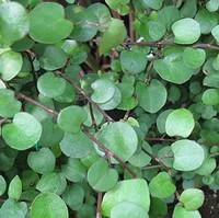 Les incontournables du jardin：Muehlenbeckia Complexa - Le pot de 10,5 cm