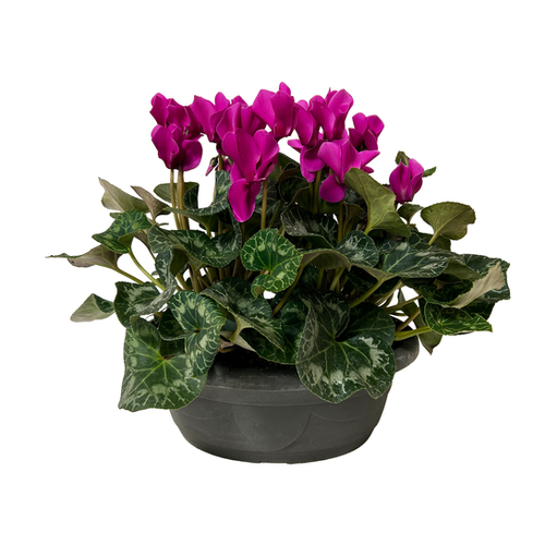 CYCLAMEN EN COUPE