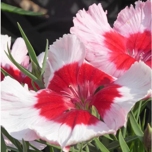 Pour un extérieur agréable：Œillet de Chine multicolore. La jardinière de 40 cm