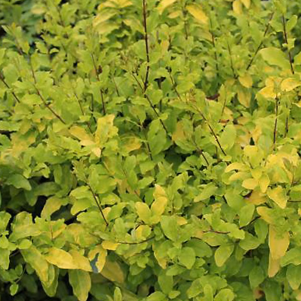 2 x Troène de Californie 'Lemon Lime' – Ligustrum ovalifolium 'Lemon And Lime', 25-30 cm pot