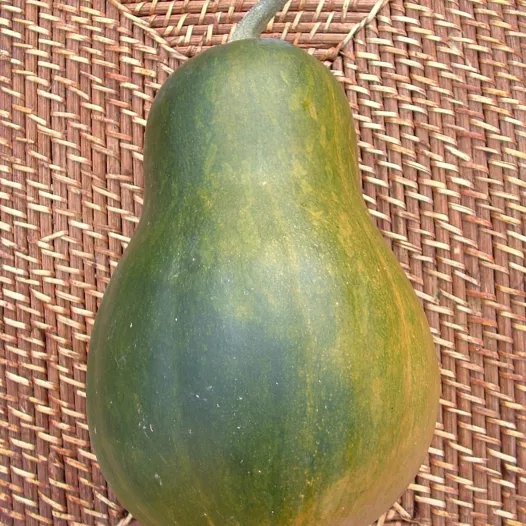 Graines bio de Courge musquée Sucrine du Berry