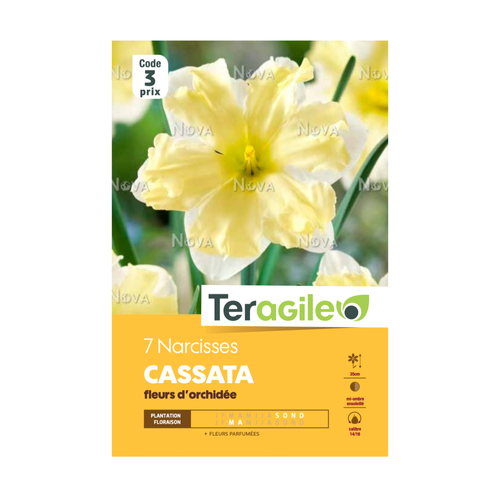 BULBES DE NARCISSES 'CASSATA' FLEURS D'ORCHIDÉE - TERAGILE® - X7