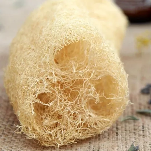 Semences bio et reproductibles de Courge Eponge Luffa