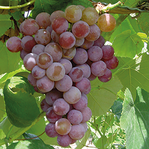 VIGNE DE TABLE VANESSA - POT 3L
