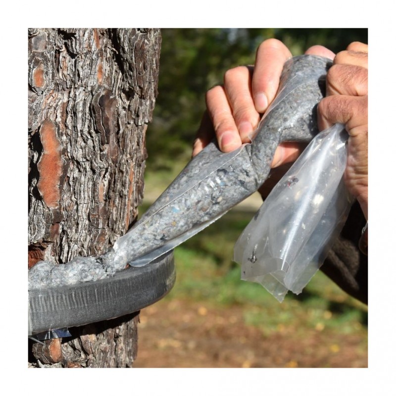 Mastic pour piège à chenille processionnaire du pin