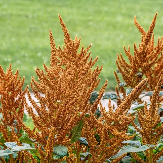 Amarant Golden | Biologische en zaadvaste bloemenzaden