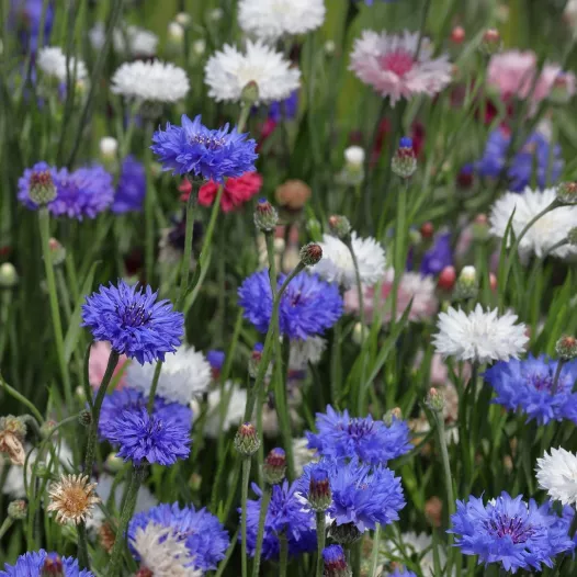 Korenbloem mengeling | Biologische en zaadvaste bloemenzaden