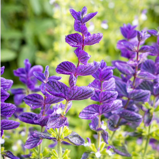 Groene salie (Salvia viridis) | Bio en reproduceerbare zaden