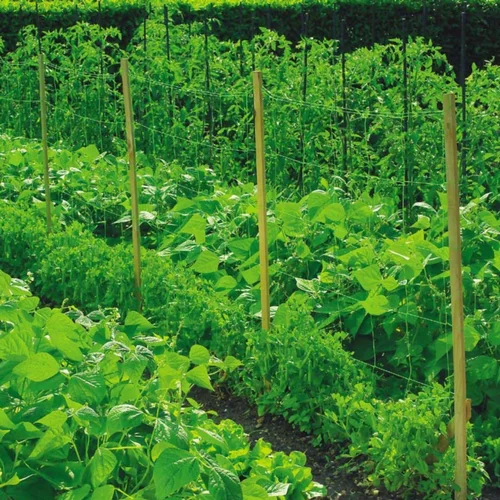 Jardin & confort:Filet à ramer coloris vert 1x5 m