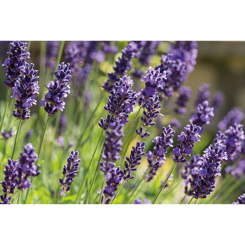 LAVANDE VRAIE (LAVANDE ANGUSTIFOLIA) - 3L