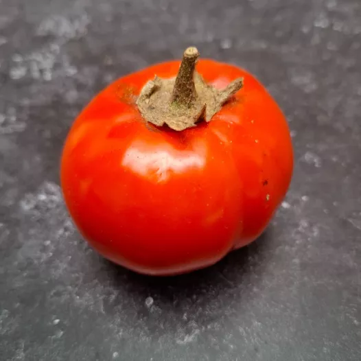 Semences bio d'Aubergine Rosso di Napoli