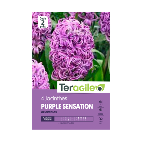 BULBES DE JACINTHES 'PURPLE SENSATION' ORIENTALES - TERAGILE® - X4