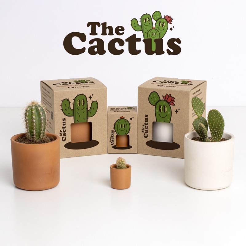 kit pot cactus - famille Cactus
