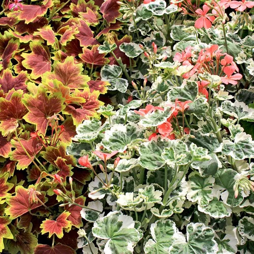 Jardin adapté：Géranium à feuillage décoratif multicolore - Le pot de 1,4 litres