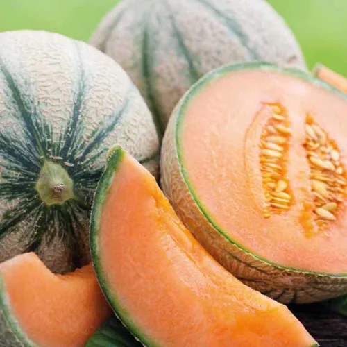 Côté jardin：Melon Jenga Bio. Le pot de 10,5 cm