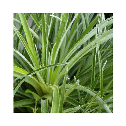 Pour profiter dehors：Fascicularia bicolore. Le pot de 2 litres