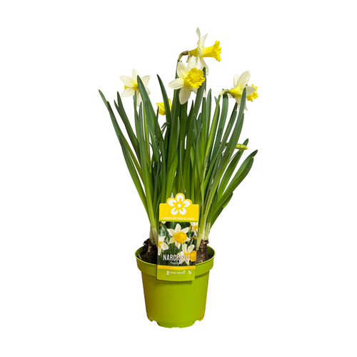 BULBES VARIÉS - POT ∅12CM