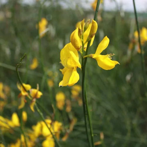 Une solution pour l’extérieur：Genêt d’Espagne jaune. Le pot de 7 litres