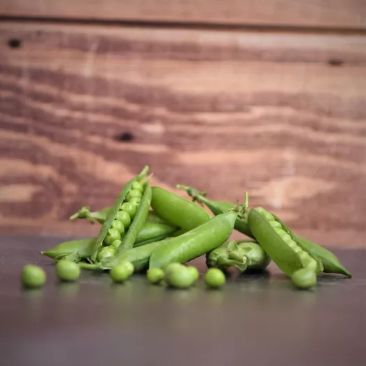Merveille de Kelvedon-erwt bio – Reproduceerbaar zaad