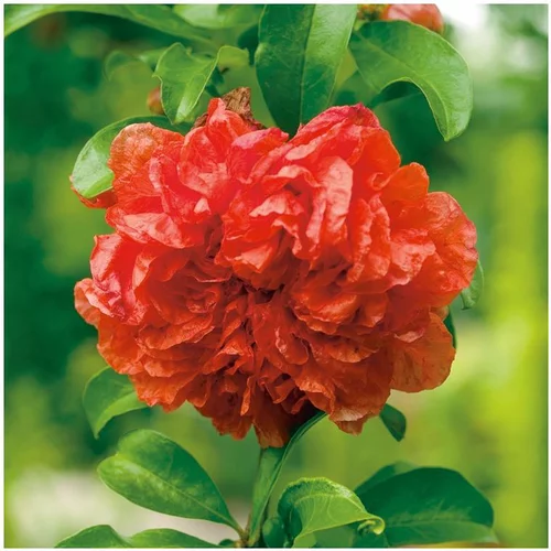 Pour vos jardins：Grenadier - pot 10 L