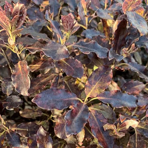 Un choix pratique pour le jardin：Pittosporum Tenuifolium Tom Thumb Ø 30 cm. Le pot de 64 litres