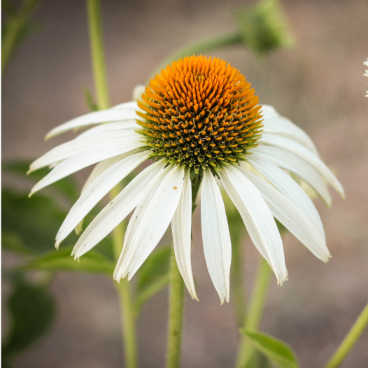 Echinacea ‘White Swan’ | Witte zonnehoed | Biologische zaden Semailles