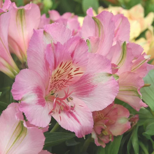 Extérieur fonctionnel：Alstroemeria X Fleurs Coupées. Le pot de 4 litres