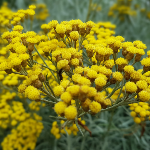 Helichryse ou plante curry | Aromatiques