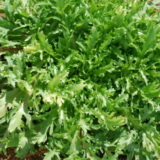 Semences bio de Chicorée Frisée Fine de Louviers