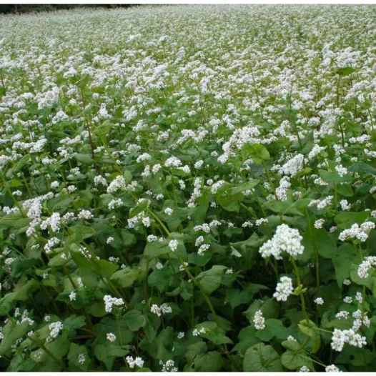Sarrasin | Graines bio d'engrais vert