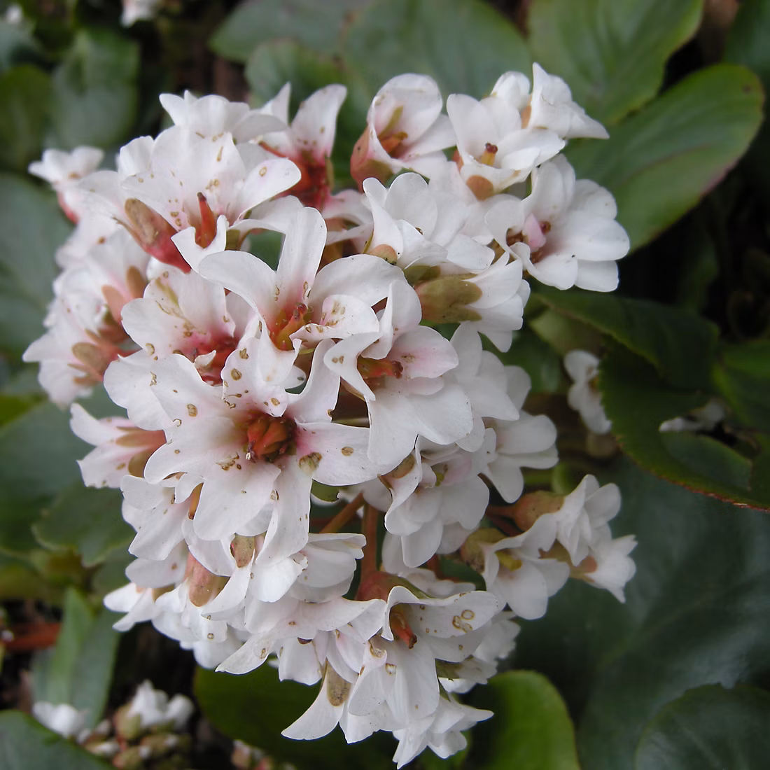 6 x Bergenia 'Silberlicht – Bergenia 'Silberlicht', godet 9cm x 9cm