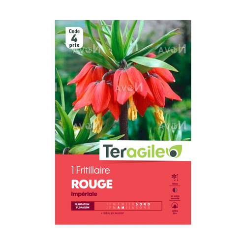 BULBE DE FRITILLAIRE 'ROUGE' IMPÉRIALE - TERAGILE® - X1