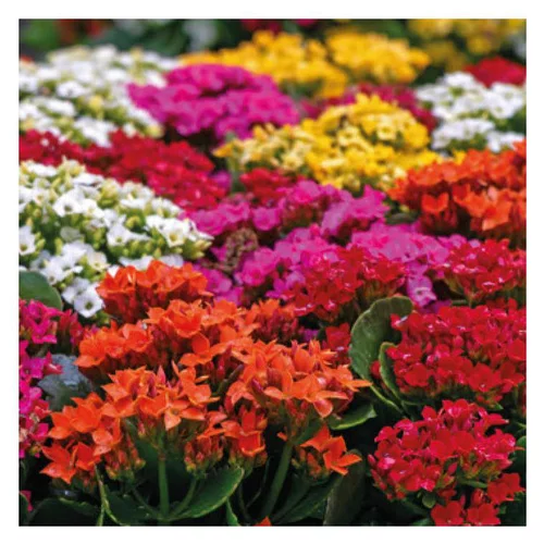 Inspiration jardin：Kalanchoe à fleurs multicolores - Le pack de 6 plants