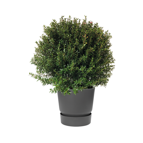 MYRTE DE TARENTE - POT DE 10L