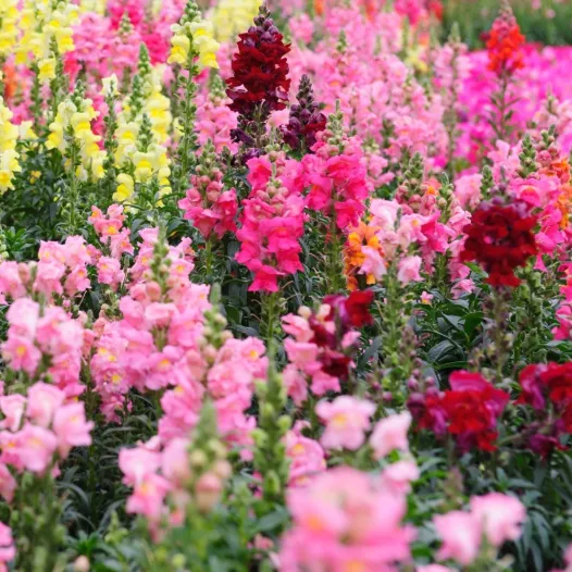 Muflier | Graines bio et reproductibles de fleurs