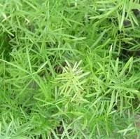 Inspiration jardin：Asparagus - Le pot de 1 litre