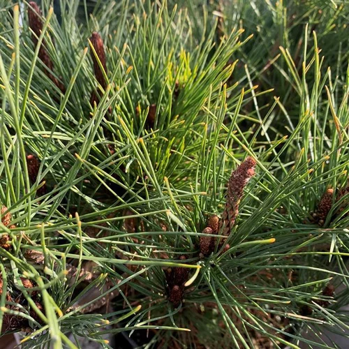 Pour les espaces verts：Pin rouge du Japon Alice Verkade 1/4 tige 40. Le pot de 10 litres
