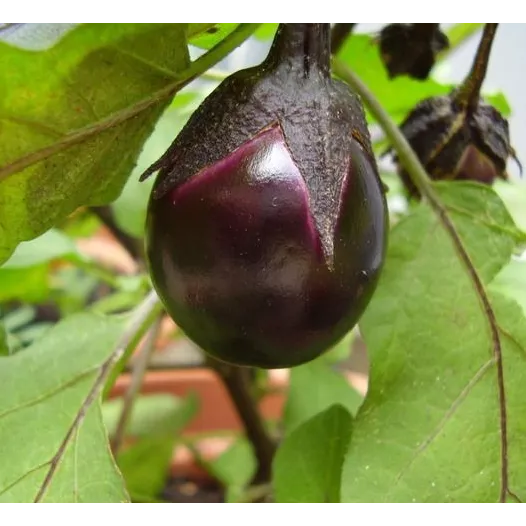 Biologische zaden van Aubergine Bambino
