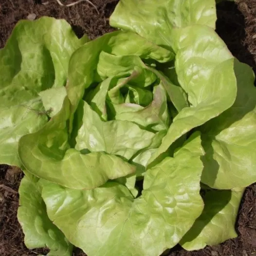 Bio zaden van Kropsla Bon Jardinier