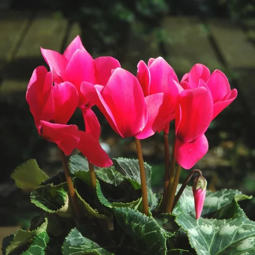 Idée au jardin：Mini Cyclamen - La jardinière de 50 cm