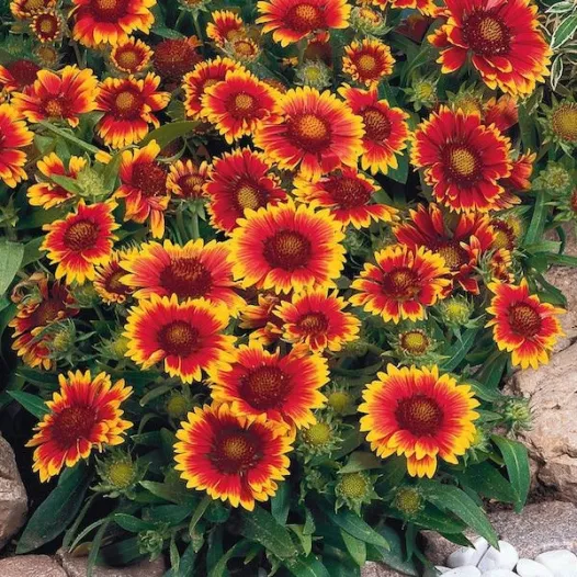 Bio zaden van Gaillarde meerjarig