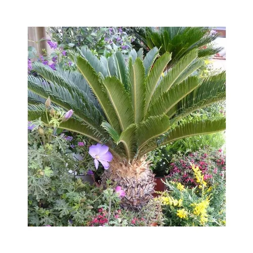 Pour votre espace vert：Cycas Revoluta vert. Le pot de 65 litres, 40/50 cm