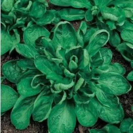 Mâche Coquille de Louviers | Semences bio et reproductibles