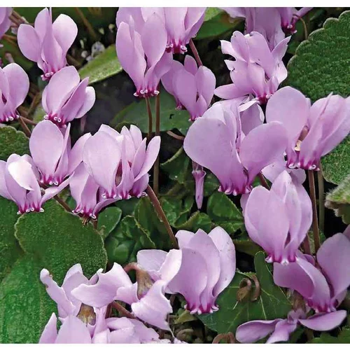 Jardin à embellir:Cyclamen Hederifolim Rose - Le pot de 9 x 9 cm