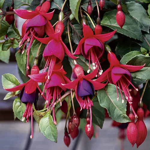 Bien pensé pour le jardin：Fuchsia Mrs Popple botanic® rose. Le pot de 3 L