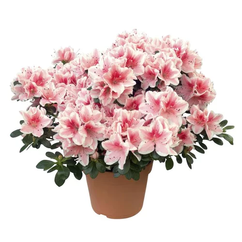 À découvrir pour le jardin：Azalée. Le pot de 16 cm